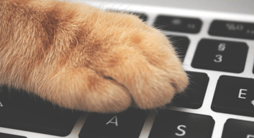 Cats: A Danger of Working from Home