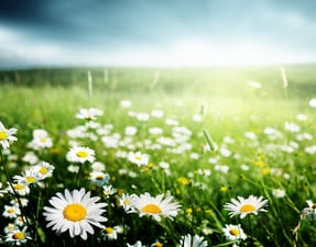 Springing into Cybersecurity