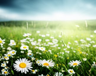 ChatGPT's Expansion: Introducing the New macOS App and a Windows Version on the Horizon